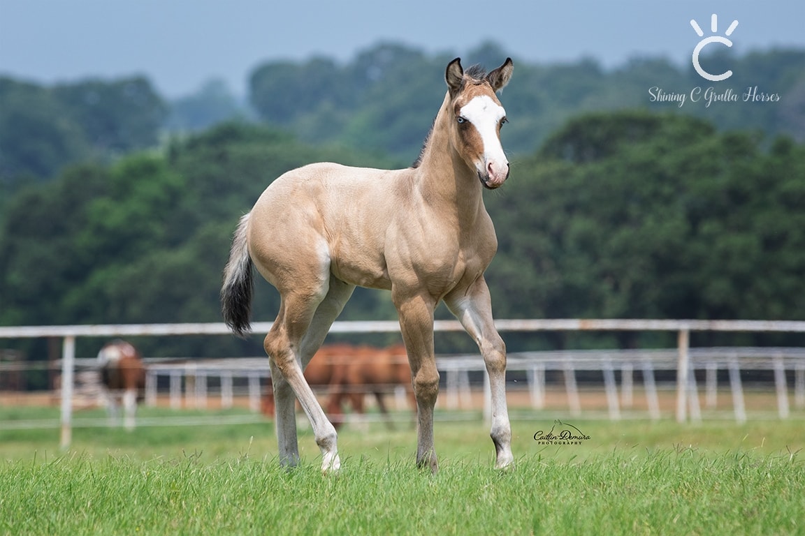 Gorgeous Foal!! 🐴🐴❤️ @Shining C Grulla Horses